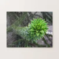 Stunning Chilean Pine Monkey Puzzle Tree