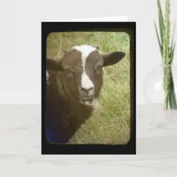 Lamb Birthday Card