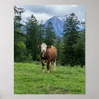 Cute cow in the pasture, photography, fun  poster