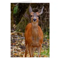 Funny Young Blacktail Deer Smiles at Photographer Cards