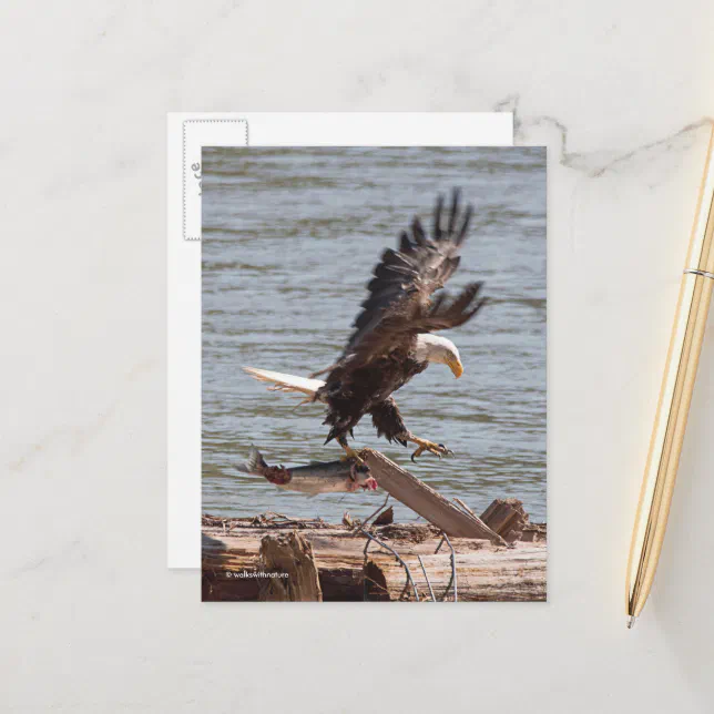 Bald Eagle Tries to Fly Off with Salmon Postcard