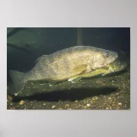 Walleye Swimming Fish in Tank Small Poster