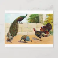 Peacock,Turkey, & Guinea Fowl Postcard