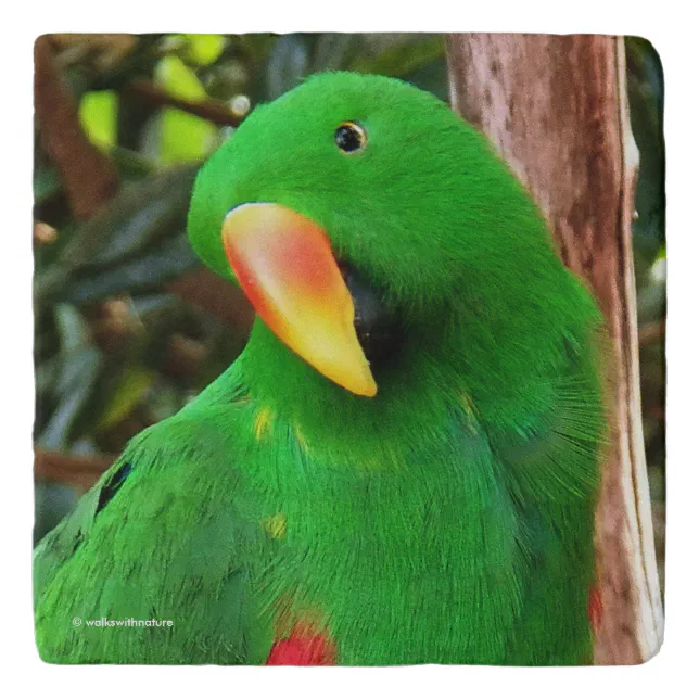 "The Green Orator" Eclectus Parrot Trivet