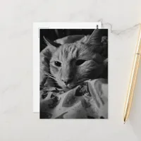 Beautiful Cute Ginger Tabby Cat Black and White Postcard