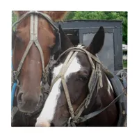 Two Horse Team With One Pinto Ceramic Tile
