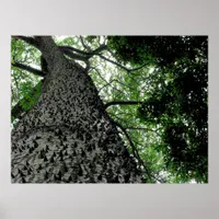 KapoK Tree Print