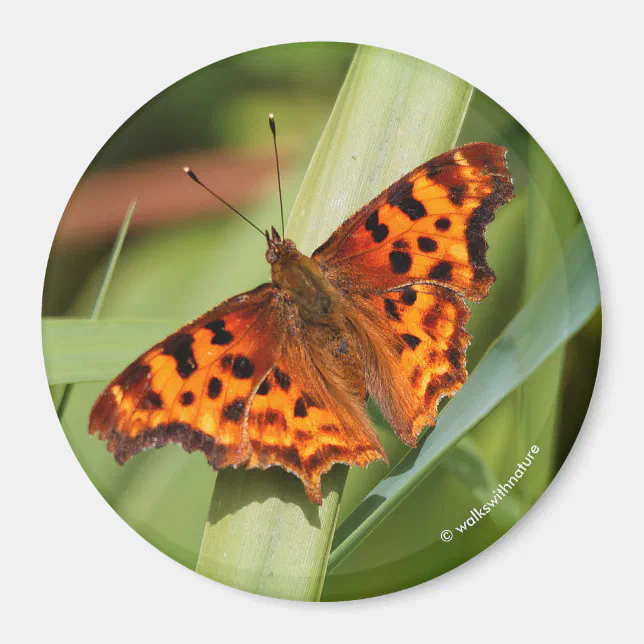 Beautiful Orange Satyr Comma Butterfly Magnet