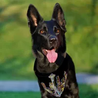 Dark be the Night - Luminous Seattle Skyline Pet Bandana Collar