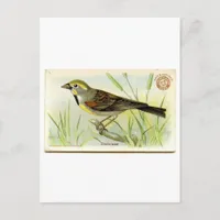 Dickcissel Postcard