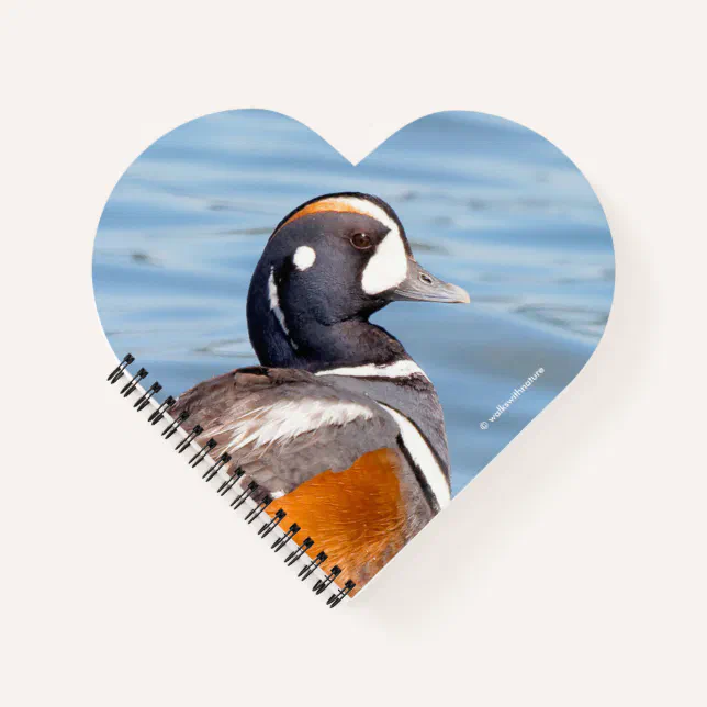 Beautiful Harlequin Duck on the Rock Notebook