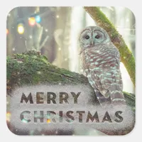 Whimsical Owl in Winter Merry Christmas Square Sticker