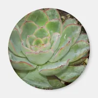 Succulent, Hen and Chicks Magnet