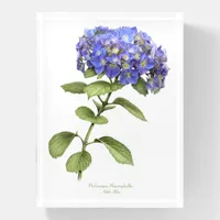 Blue Hydrangea Paperweight