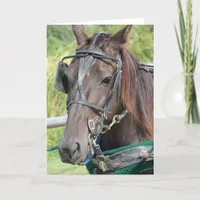 An Amish Horse at the Hitching Post All Occasions  Card