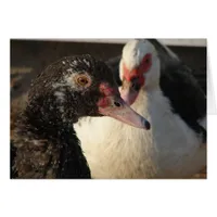 Muscovy Ducks
