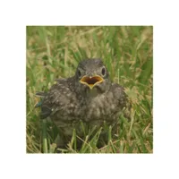 Baby Bluebird Wood Wall Art