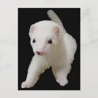 White Baby Ferret Postcard