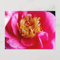 Pink Gardenia Macro Postcard