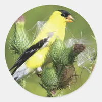 American Goldfinch Photograph Stickers