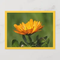 Postcard - Calendula Bloom