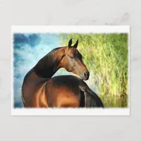 Akhal-teke stallion postcard