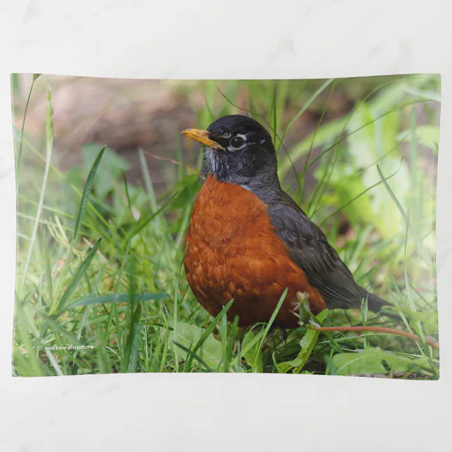 A Curious American Robin Trinket Tray