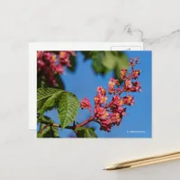 Stunning Pink Horse Chestnut Blossoms Postcard