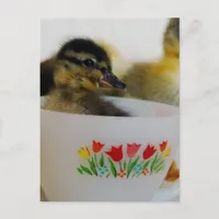 Adorable Duck in a Teacup Postcard