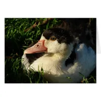 Duckling
