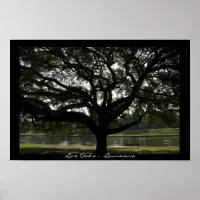 Live Oaks - Louisiana Poster