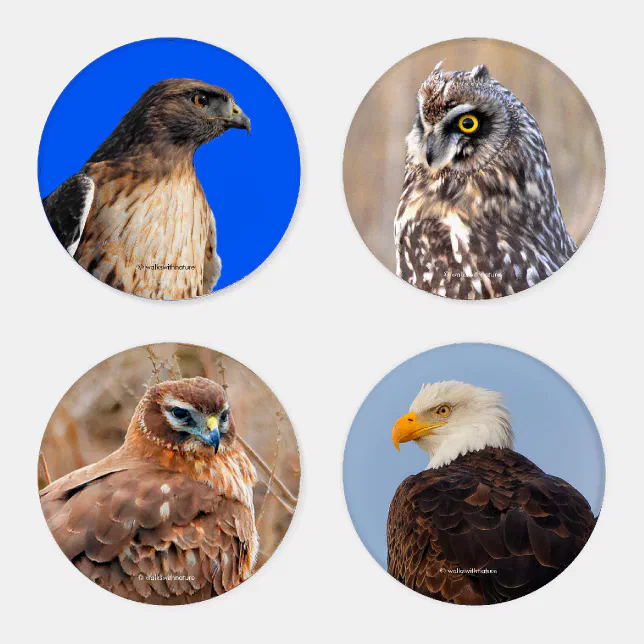 A Stunning Quartet of Eagle, Owl, & Hawks Coaster Set