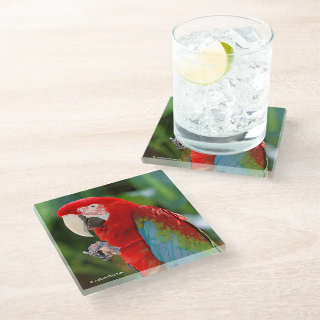 Pretty Green-Winged Macaw Parrot Bird Glass Coaster