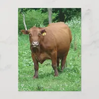 Red Bovine Postcard