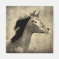 Arabian Horse Magnet