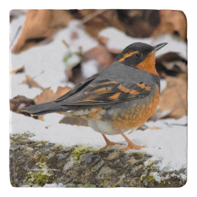 Beautiful Varied Thrush on the Snowy Ground Trivet