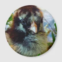 Silver Laced Cochin Chick in Studio Setting Magnet