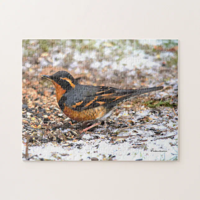 Stunning Varied Thrush Songbird in the Snow Jigsaw Puzzle