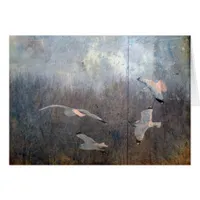Seagulls