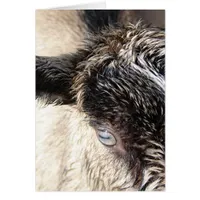 Cute Little Goat