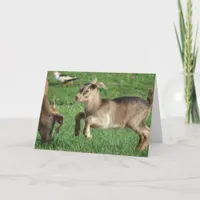 All Occasions Happy Baby Goat Card