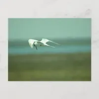 Postcard - Tern in flight