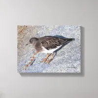 Stunning Black Turnstone Shorebird on the Rock Canvas Print