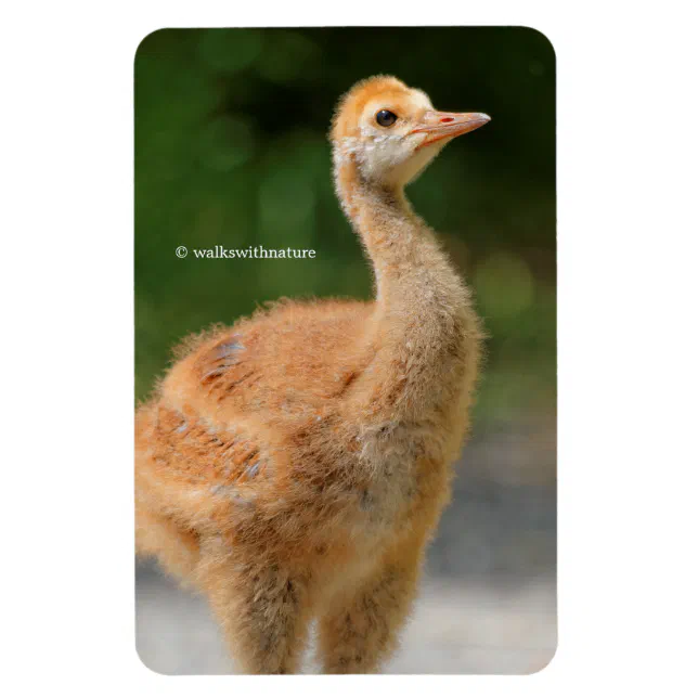 Portrait of a Sandhill Crane Colt Magnet