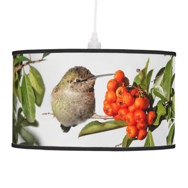 Anna's Hummingbird Poses with the Pyracantha Pendant Lamp