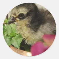 Frizzle Chick in Flowers Classic Round Sticker