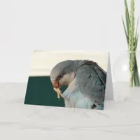 Pretty Bird Card