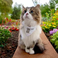 Cute little simplistic brown kitten pet bandana collar