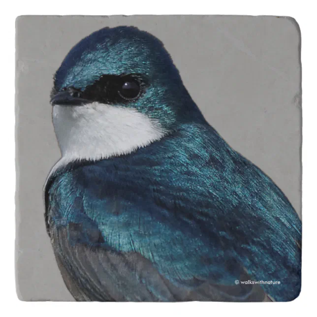 Handsome Tree Swallow Songbird on a Wire Trivet