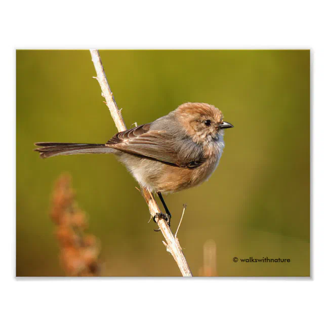 What a Character! Male Bushtit Photo Print